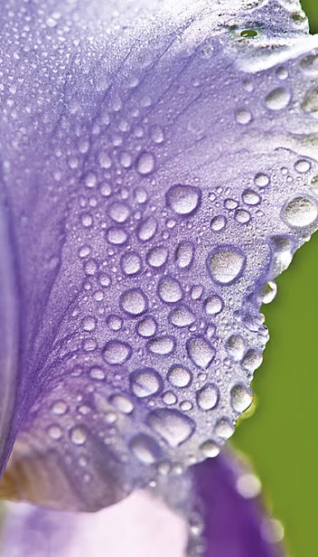 Weleda Hydrating Day Cream Iris 30ml