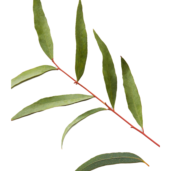 American Crew 3-In-1 Tea Tree 450ml