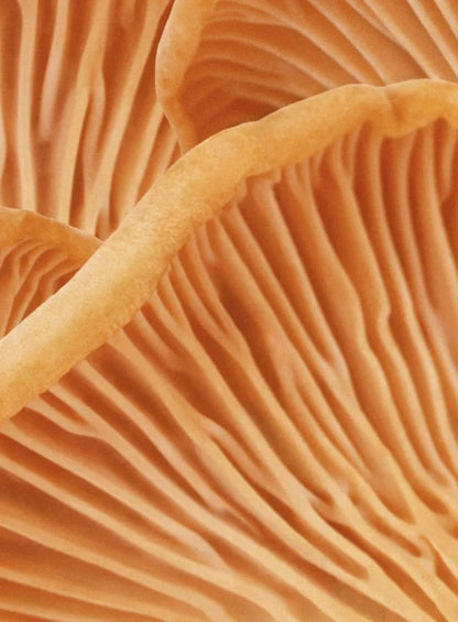 Madara Feed Repair & Dry Rescue Hair Mask 180ml