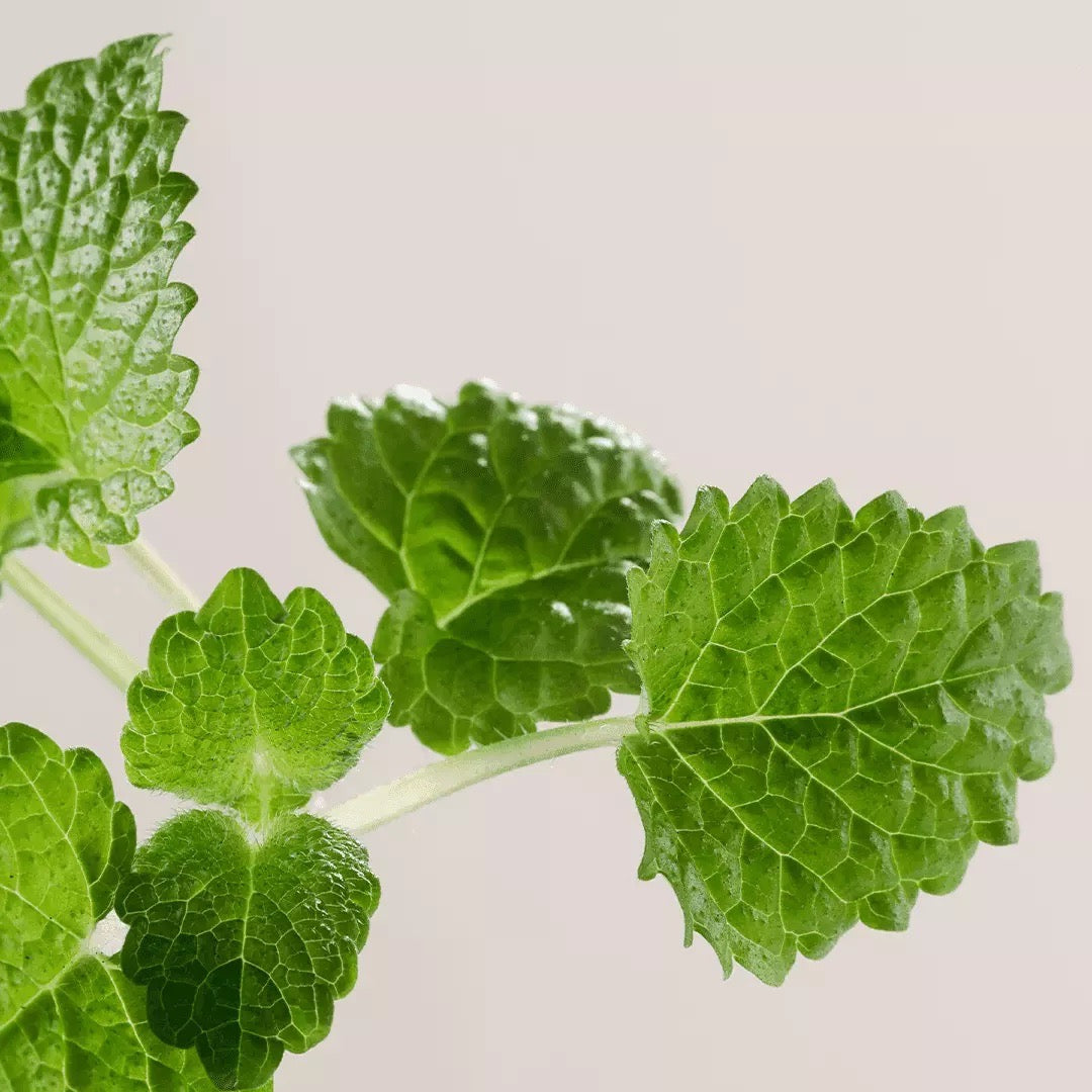 PAYOT PAYOT PATE GRISE Rebalancing Purifying Mask 75ml Facial Masks