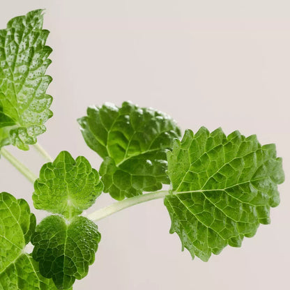 PAYOT PAYOT PATE GRISE Rebalancing Purifying Mask 75ml Facial Masks